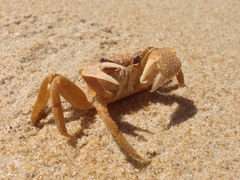 Ocypode madagascariensis