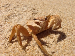 Ocypode madagascariensis