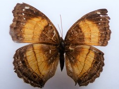 Junonia terea terea