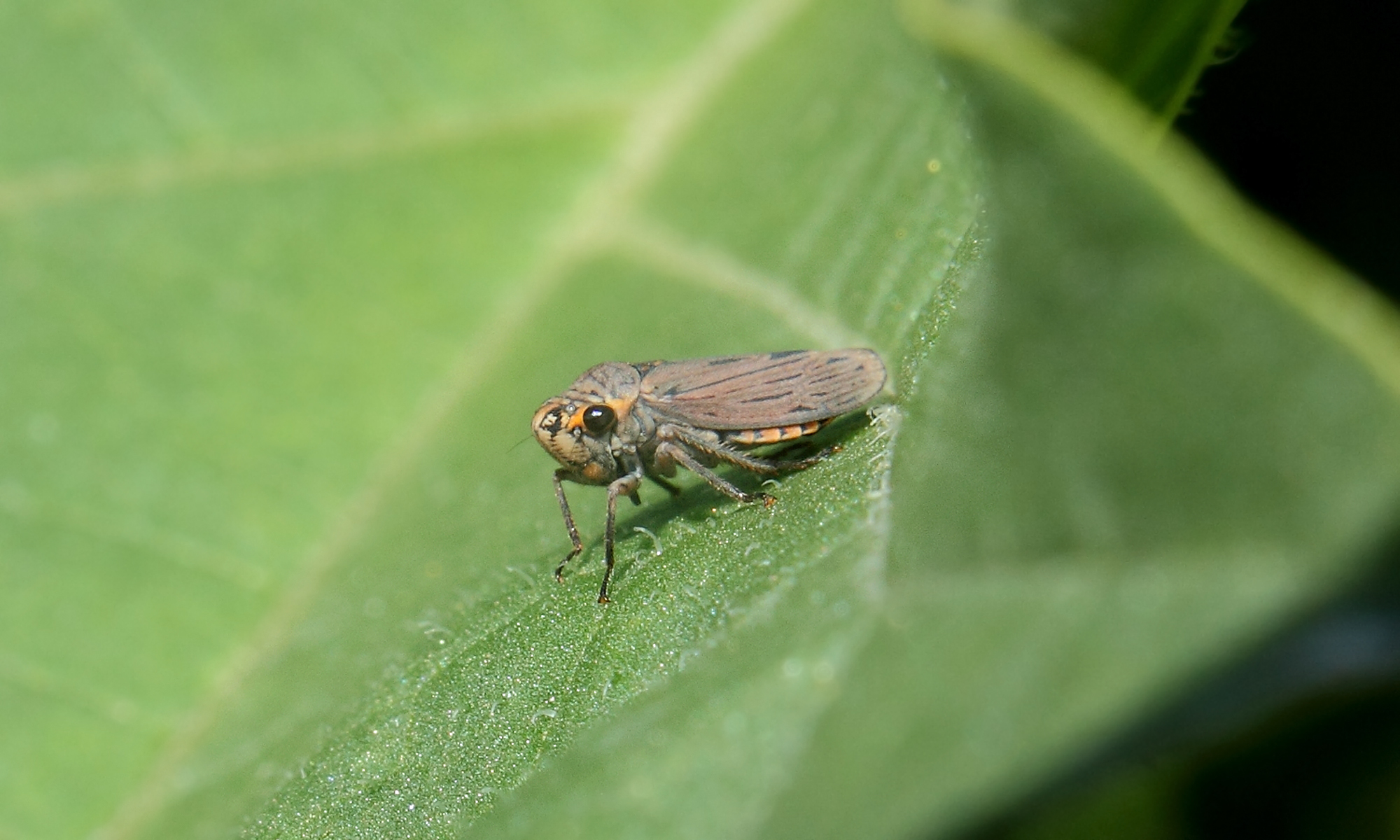 Dechacona missionum | Insect Vectors of Plant Disease