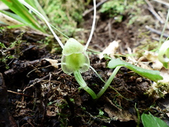 Corybas walliae