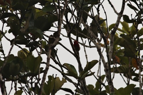 New Caledonian Myzomela (Myzomela caledonica), photo 7