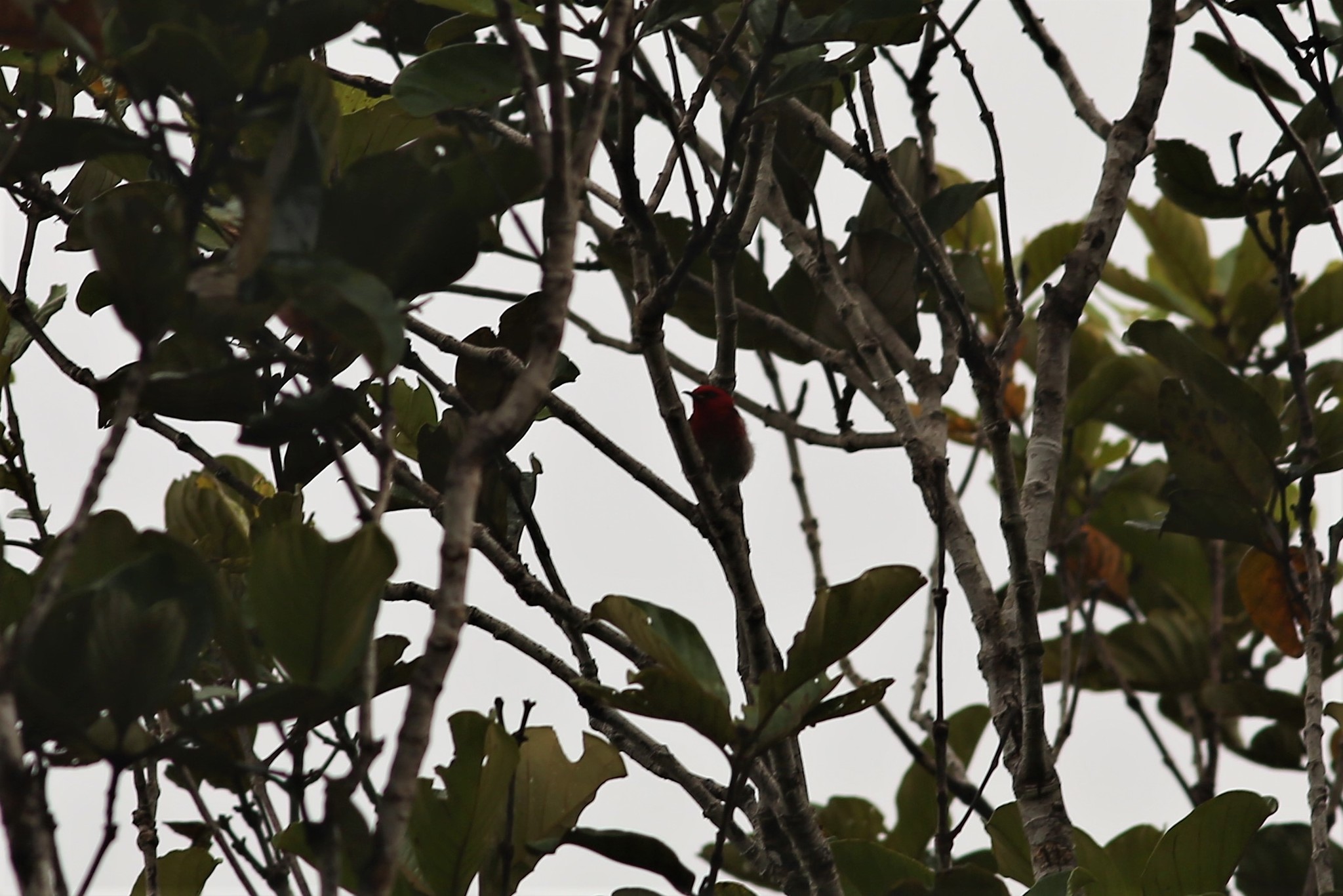 New Caledonian Myzomela (Myzomela caledonica), photo 3
