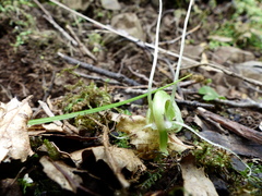 Corybas walliae