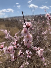 Prunus pedunculata