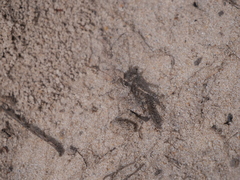 Ommexecha virens