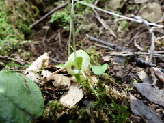 Corybas walliae