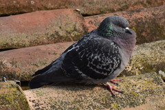 Columba livia domestica
