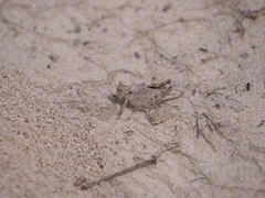 Ommexecha virens