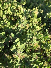 Arctostaphylos cruzensis