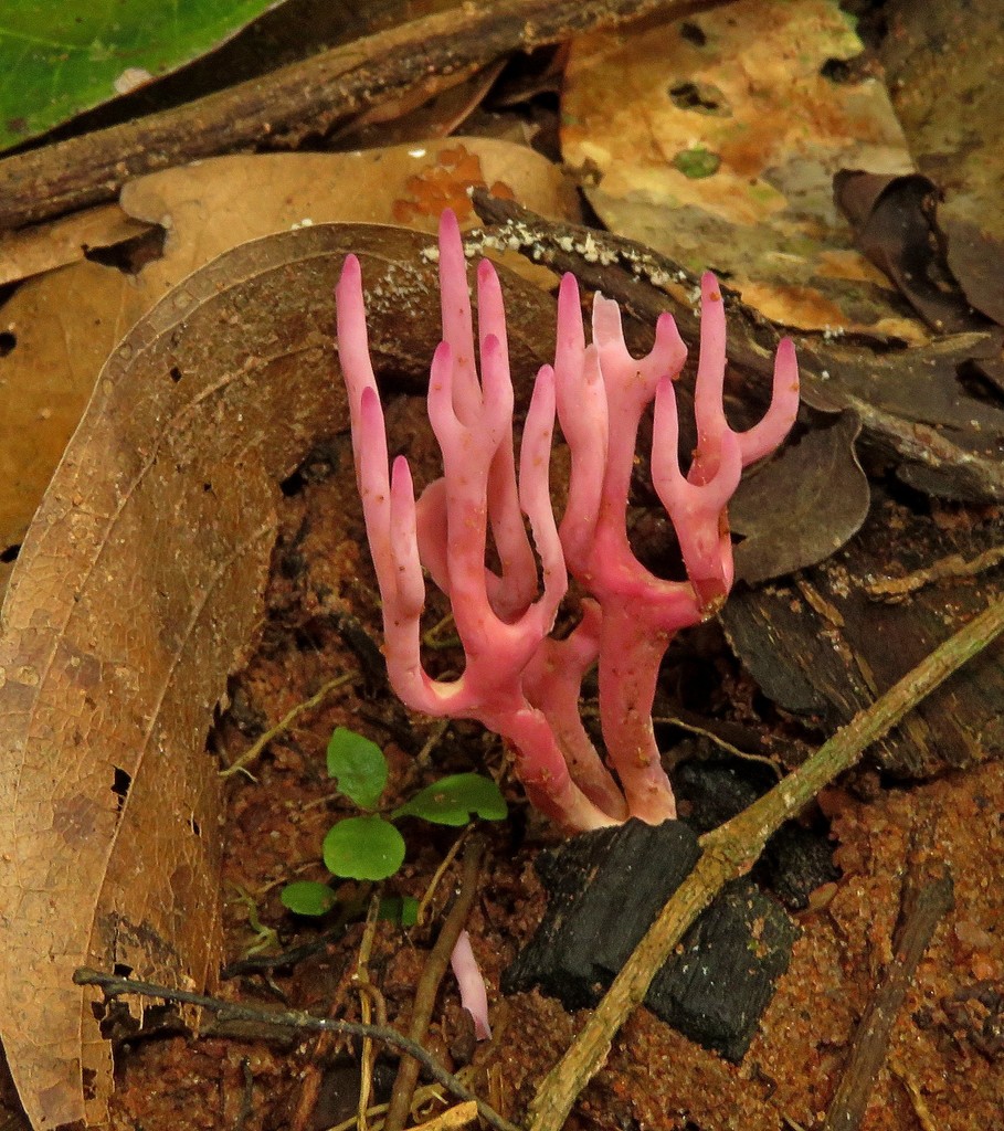 Clavaria schaefferi · February 2021 · photo: © siddantas (iNaturalist, cc-by-sa)