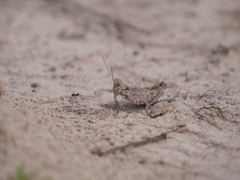 Ommexecha virens