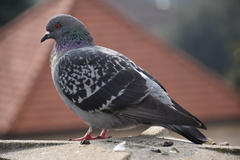Columba livia domestica