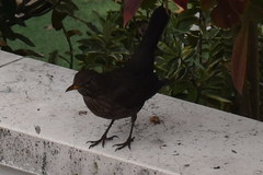 Turdus merula