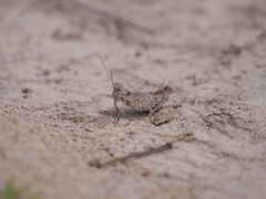 Ommexecha virens