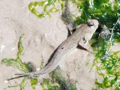 Periophthalmus chrysospilos