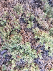 Galium clementis