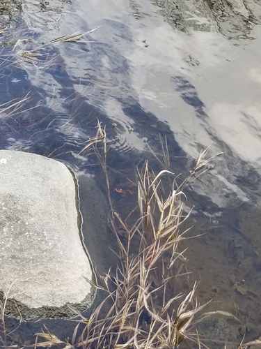 iNaturalist observation photo of Sierra Newt