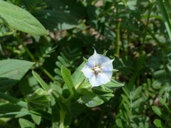 Trichodesma zeylanicum