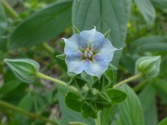 Trichodesma zeylanicum