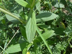 Trichodesma zeylanicum