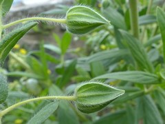 Trichodesma zeylanicum