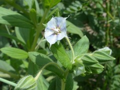 Trichodesma zeylanicum