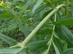 Trichodesma zeylanicum