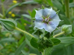 Trichodesma zeylanicum