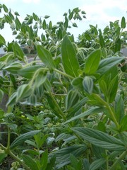 Trichodesma zeylanicum