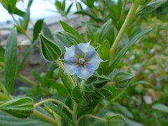 Trichodesma zeylanicum