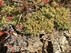 Galium clementis