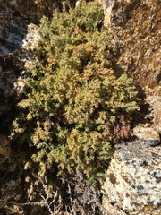 Galium clementis