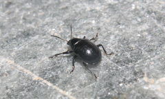 Typophorus