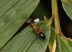 Hapalopezella maculata