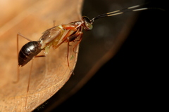 Hapalopezella maculata