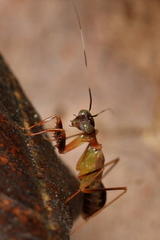 Hapalopezella maculata