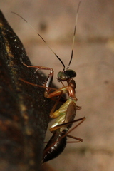 Hapalopezella maculata