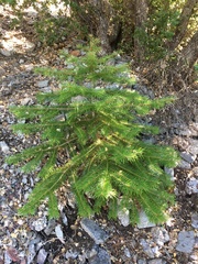 Abies bracteata