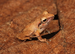 Schneider's Shrub Frog photo 3