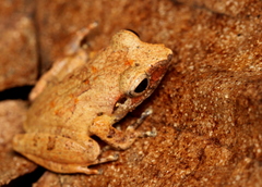 Schneider's Shrub Frog photo 4