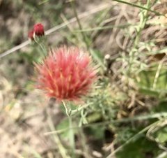 Microgyne trifurcata