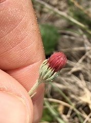 Microgyne trifurcata