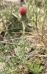 Microgyne trifurcata