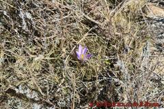 Crocus ilvensis