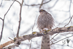 Accipiter nisus