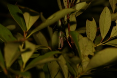 Notomantis brunneriana