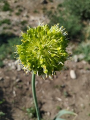 Allium obliquum