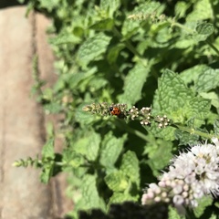 Hippodamia variegata