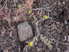 Crotalaria hebecarpa